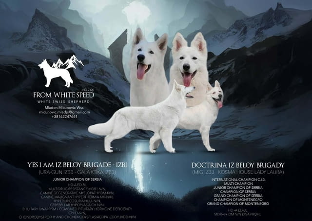 Бял швейцарски овчар – Кученца Другa, Vaccinated - Yes, Dewormed - Yes - city of Izvun Bulgaria | Dogs - снимка 1