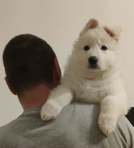 Бял швейцарски овчар – Кученца Другa, Vaccinated - Yes, Dewormed - Yes - city of Izvun Bulgaria | Dogs - снимка 2