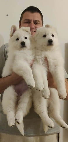 Бял швейцарски овчар – Кученца Другa, Vaccinated - Yes, Dewormed - Yes - city of Izvun Bulgaria | Dogs - снимка 3