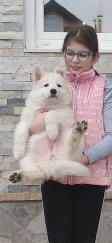 Бял швейцарски овчар – Кученца Другa, Vaccinated - Yes, Dewormed - Yes - city of Izvun Bulgaria | Dogs - снимка 4