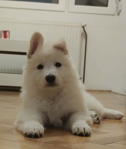 Бял швейцарски овчар – Кученца Другa, Vaccinated - Yes, Dewormed - Yes - city of Izvun Bulgaria | Dogs - снимка 5
