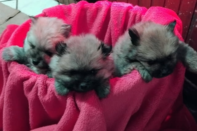 Pomeranian Spitz 2 Months - city of Izvun Bulgaria | Dogs - снимка 1