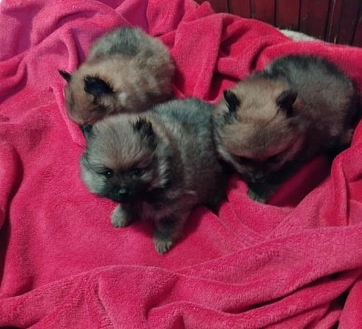 Pomeranian Spitz 2 Months - city of Izvun Bulgaria | Dogs - снимка 2