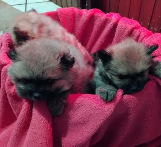 Pomeranian Spitz 2 Months - city of Izvun Bulgaria | Dogs - снимка 3