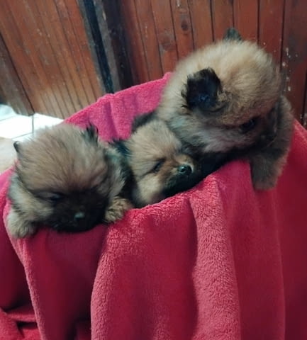 Pomeranian Spitz 2 Months - city of Izvun Bulgaria | Dogs - снимка 4