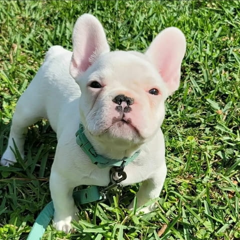 Игриви кученца френски булдог Френски булдог, 3 месеца, Ваксинирано - Да - вили Побит Камък | Кучета - снимка 1