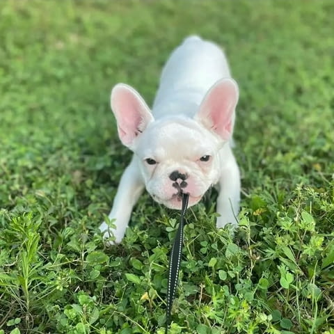 Игриви кученца френски булдог Френски булдог, 3 месеца, Ваксинирано - Да - вили Побит Камък | Кучета - снимка 2