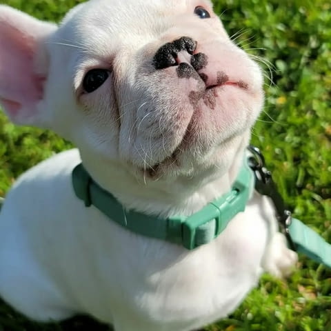 Игриви кученца френски булдог Френски булдог, 3 месеца, Ваксинирано - Да - вили Побит Камък | Кучета - снимка 3