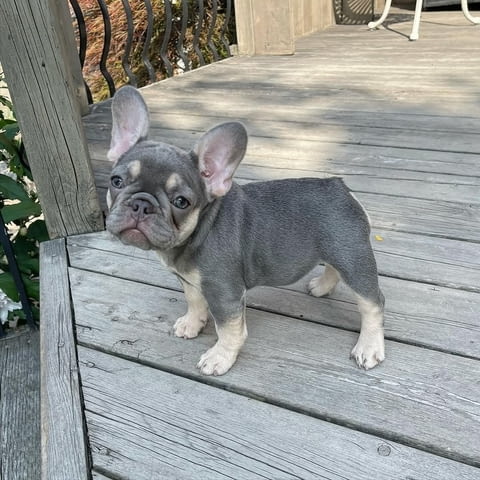 Игриви кученца френски булдог Френски булдог, 3 месеца, Ваксинирано - Да - вили Побит Камък | Кучета - снимка 4
