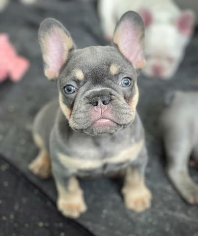 Игриви кученца френски булдог Френски булдог, 3 месеца, Ваксинирано - Да - вили Побит Камък | Кучета - снимка 5