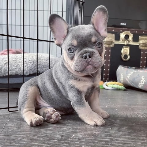 Игриви кученца френски булдог Френски булдог, 3 месеца, Ваксинирано - Да - вили Побит Камък | Кучета - снимка 6
