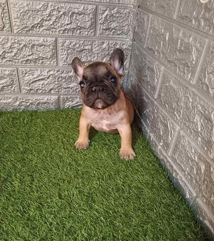 Френски булдог French Bulldog, 2 Months - city of Izvun Bulgaria | Dogs - снимка 1