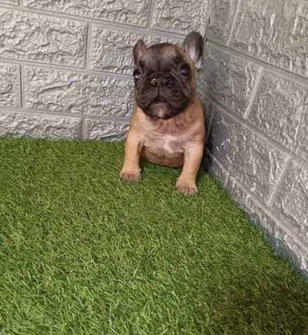 Френски булдог French Bulldog, 2 Months - city of Izvun Bulgaria | Dogs - снимка 2
