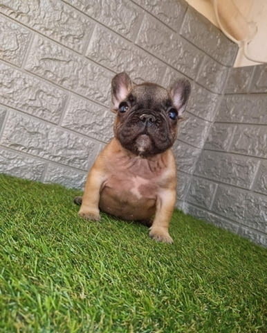 Френски булдог French Bulldog, 2 Months - city of Izvun Bulgaria | Dogs - снимка 3
