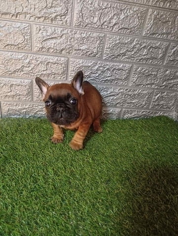 Френски булдог French Bulldog, 2 Months - city of Izvun Bulgaria | Dogs - снимка 4