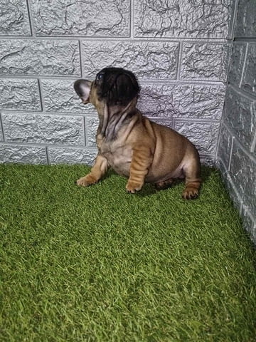 Френски булдог French Bulldog, 2 Months - city of Izvun Bulgaria | Dogs - снимка 5
