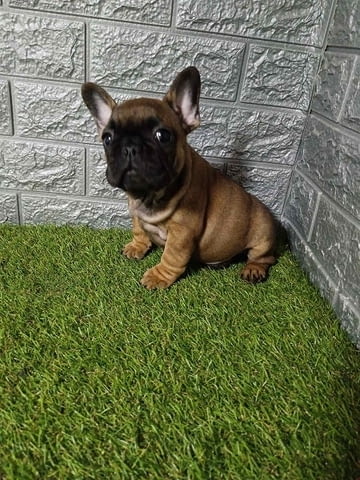 Френски булдог French Bulldog, 2 Months - city of Izvun Bulgaria | Dogs - снимка 6