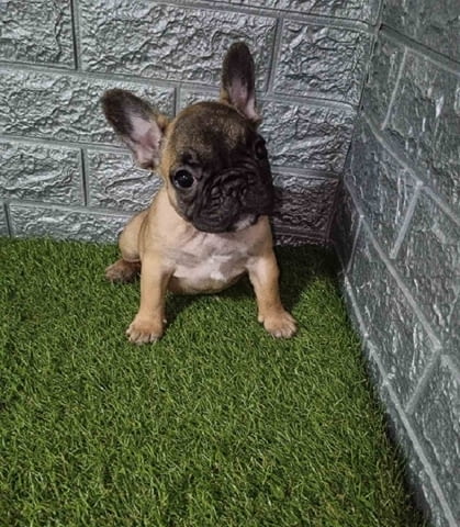 Френски булдог French Bulldog, 2 Months - city of Izvun Bulgaria | Dogs - снимка 7
