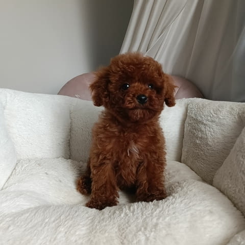 Той пудел-корейска кръвна линия Toy Poodle, 3 Months, Vaccinated - Yes - city of Varna | Dogs - снимка 1