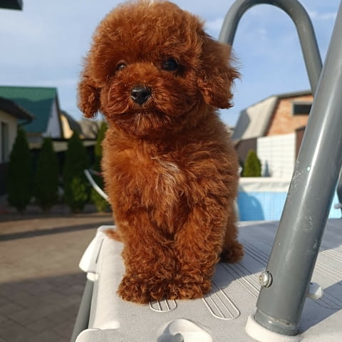 Той пудел-корейска кръвна линия Toy Poodle, 3 Months, Vaccinated - Yes - city of Varna | Dogs - снимка 2