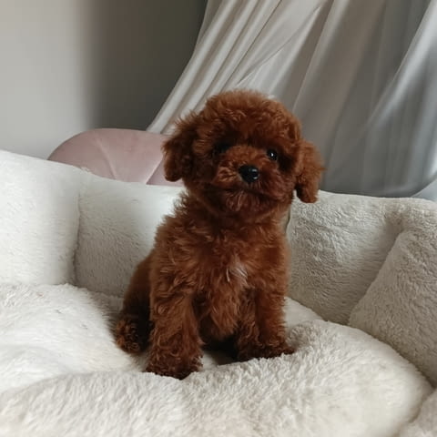 Той пудел-корейска кръвна линия Toy Poodle, 3 Months, Vaccinated - Yes - city of Varna | Dogs - снимка 3