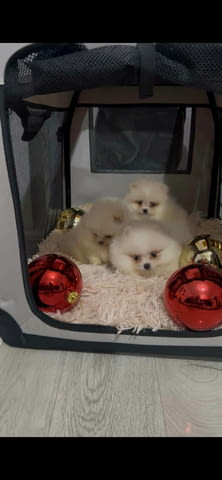 Померан, кученца от най-високо качество Померан (Малък английски шпиц), 3 месеца, Ваксинирано - Да - град Извън България | Кучета - снимка 1