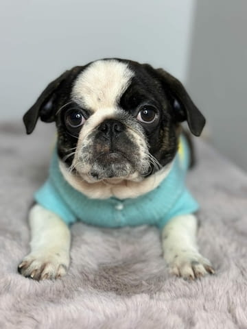 Exotic pug Мопс - град Извън България | Кучета - снимка 1