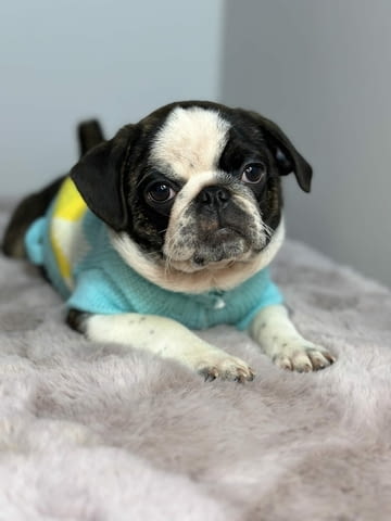 Exotic pug Мопс - град Извън България | Кучета - снимка 5