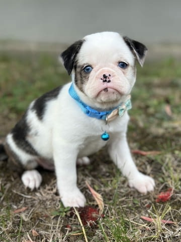 Exotic design griffon Грифон корталс - град Извън България | Кучета - снимка 1