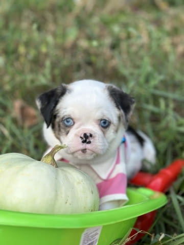 Exotic design griffon Грифон корталс - град Извън България | Кучета - снимка 2