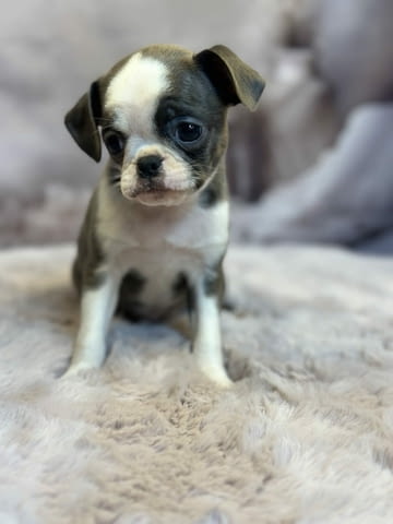 Exotic design griffon Грифон корталс - град Извън България | Кучета - снимка 4