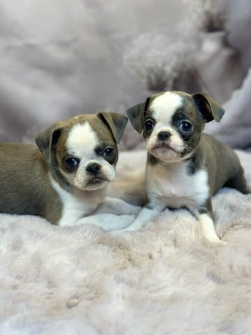 Exotic design griffon Грифон корталс - град Извън България | Кучета - снимка 5