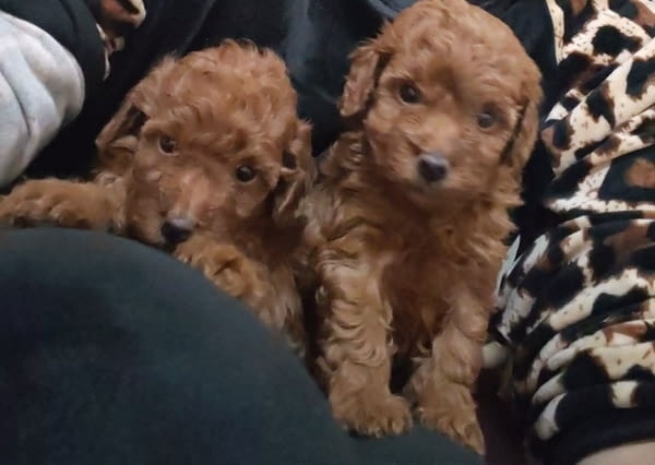 Червен той пудел Пудел той, 1 месец - град Извън България | Кучета - снимка 1