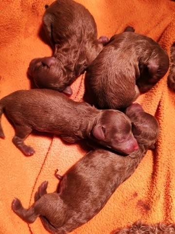 Червен той пудел Пудел той, 1 месец - град Извън България | Кучета - снимка 4