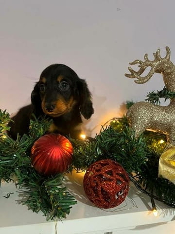 Мини дългокосмести дакели, кученца Longhair Dachshund, 2 Months, Vaccinated - Yes - city of Izvun Bulgaria | Dogs - снимка 1