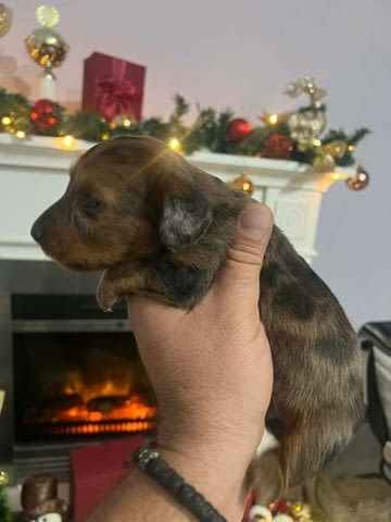 Мини дългокосмести дакели, кученца Longhair Dachshund, 2 Months, Vaccinated - Yes - city of Izvun Bulgaria | Dogs - снимка 2