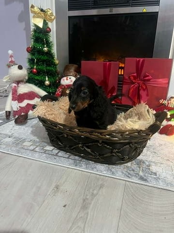 Мини дългокосмести дакели, кученца Longhair Dachshund, 2 Months, Vaccinated - Yes - city of Izvun Bulgaria | Dogs - снимка 3