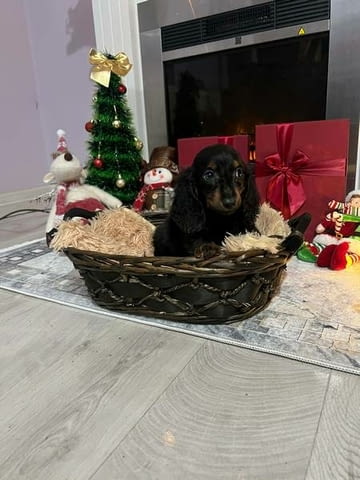 Мини дългокосмести дакели, кученца Longhair Dachshund, 2 Months, Vaccinated - Yes - city of Izvun Bulgaria | Dogs - снимка 4