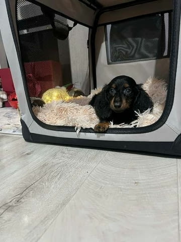 Мини дългокосмести дакели, кученца Longhair Dachshund, 2 Months, Vaccinated - Yes - city of Izvun Bulgaria | Dogs - снимка 5