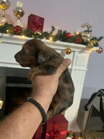Мини дългокосмести дакели, кученца Longhair Dachshund, 2 Months, Vaccinated - Yes - city of Izvun Bulgaria | Dogs - снимка 6