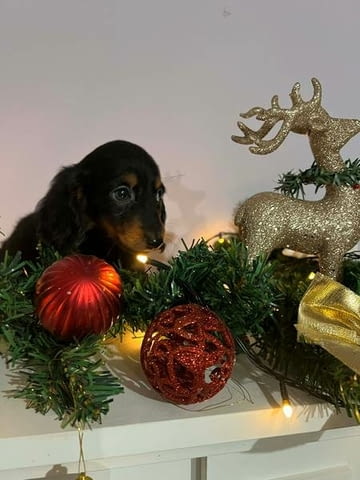 Мини дългокосмести дакели, кученца Longhair Dachshund, 2 Months, Vaccinated - Yes - city of Izvun Bulgaria | Dogs - снимка 7