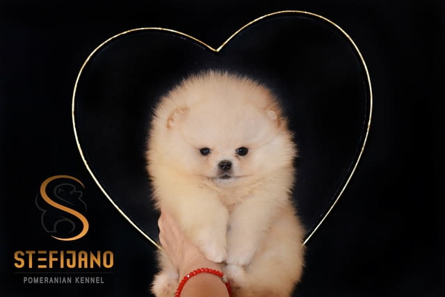 Померан – Красиви кученца Pomeranian, Vaccinated - Yes, Dewormed - Yes - city of Izvun Bulgaria | Dogs - снимка 1