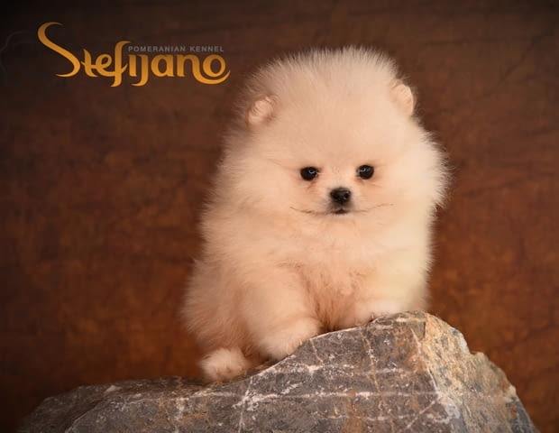 Померан – Красиви кученца Pomeranian, Vaccinated - Yes, Dewormed - Yes - city of Izvun Bulgaria | Dogs - снимка 2