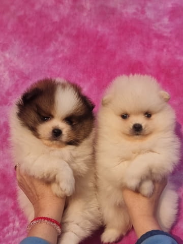 Померан – Красиви кученца Pomeranian, Vaccinated - Yes, Dewormed - Yes - city of Izvun Bulgaria | Dogs - снимка 3