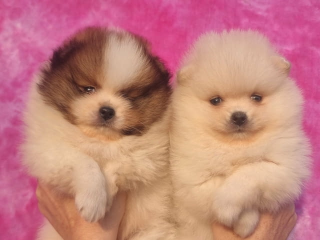 Померан – Красиви кученца Pomeranian, Vaccinated - Yes, Dewormed - Yes - city of Izvun Bulgaria | Dogs - снимка 4