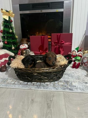 Мини късокосмести дакели, кученца Shorthair Dachshund, 2 Months, Vaccinated - Yes - city of Izvun Bulgaria | Dogs - снимка 1