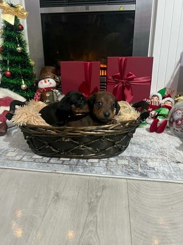 Мини късокосмести дакели, кученца Shorthair Dachshund, 2 Months, Vaccinated - Yes - city of Izvun Bulgaria | Dogs - снимка 2