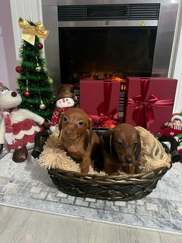 Мини късокосмести дакели, кученца Shorthair Dachshund, 2 Months, Vaccinated - Yes - city of Izvun Bulgaria | Dogs - снимка 3