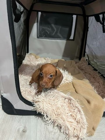 Мини късокосмести дакели, кученца Shorthair Dachshund, 2 Months, Vaccinated - Yes - city of Izvun Bulgaria | Dogs - снимка 4