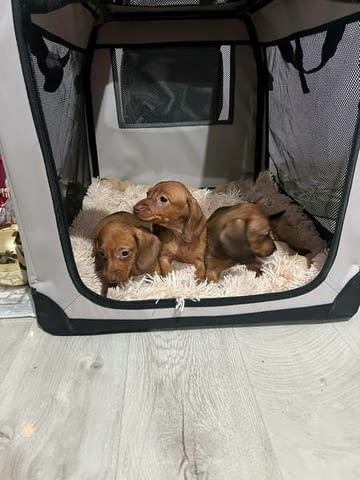 Мини късокосмести дакели, кученца Shorthair Dachshund, 2 Months, Vaccinated - Yes - city of Izvun Bulgaria | Dogs - снимка 5